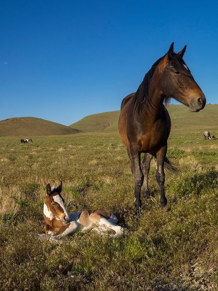 Wild horse mother shows off her yearling foal-Pony express byway